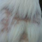 Zapalenie gruczołów łojowych u psów rozpoznawanie i leczenie 11 Vet Med Assoc. 2005 226, 59-64. 27. Simpson A., McKay L.: Applied dermatology: sebaceous adenitis in dogs. Compend Contin Educ Vet.