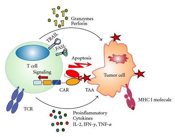 Ostra białaczka limfoblastyczna CAR T cells