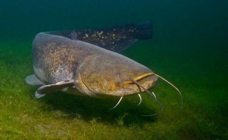 Przeprowadzono badania nad możliwością wykorzystania i praktycznego zastosowania bakterii z rodzaju Lactobacillus i Carnobacterium jako dodatku do pasz w intensywnym żywieniu suma