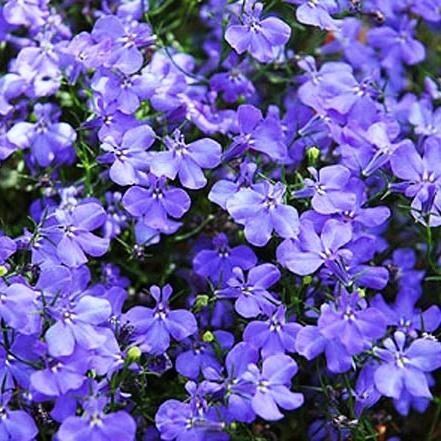 8. Lobelia erinus 'Big Blue' Lobelia przylądkowa 'Big Blue' 50 25 x 25 9.