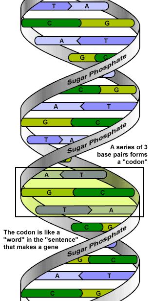 DNA Informacja genetyczna zapisana w sekwencji zasad w łańcuchu polinukleotydowym język czteroliterowy A, G, T, C