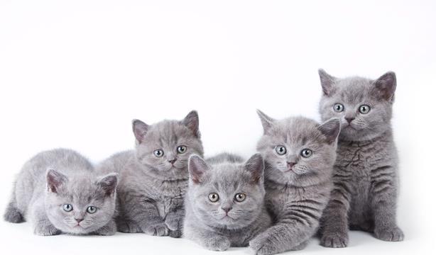 W świecie kotów Projekt edukacyjny Grupa: 3-4 latki Kaczuszki