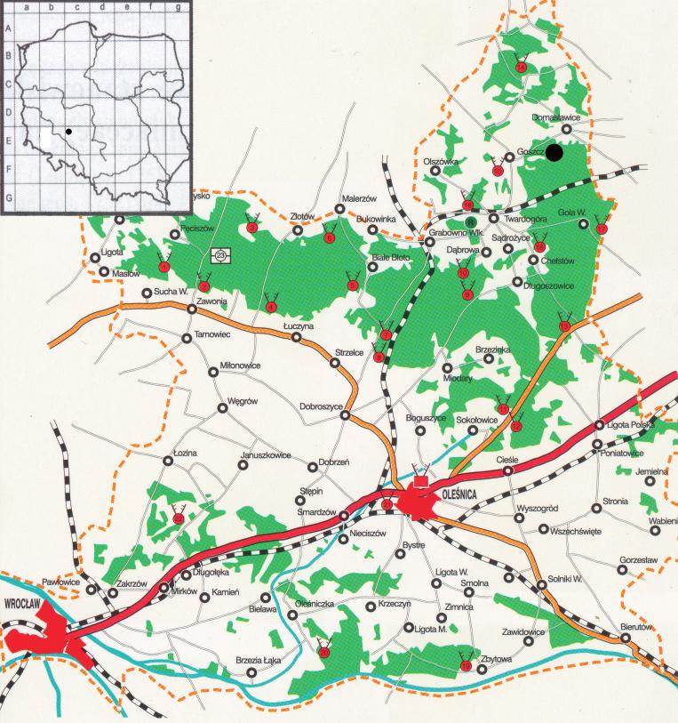 (wg folderu informacyjnego Nadle nictwo Ole nica ) Fig. 2. Location of the Diphasiastrum complanatum L.