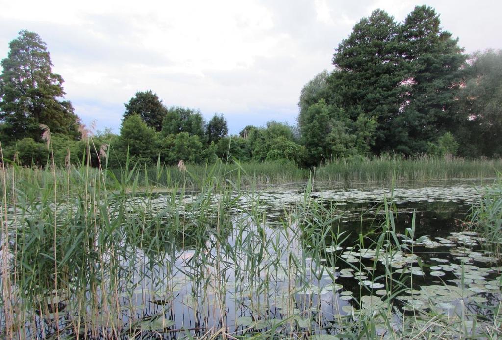 Zasadniczym elementem przyrodniczym, określającym krajobraz ziemi ełckiej, są jeziora.