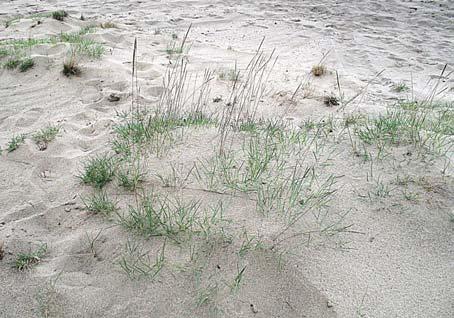 oceanicznego i kontynentalnego (BRZEG, RAKOWS- KI, 1997). Na obszarze południowej Polski przypomina ono miejscami step strzęplicowy (fot. 6 i 7). Fot. 5. Strzęplica sina Koeleria glauca (fot. О.