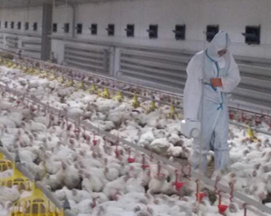 coli) w produkcji drobiarskiej, ograniczenie występowania zarówno u drobiu jak i w mięsie drobiowym.