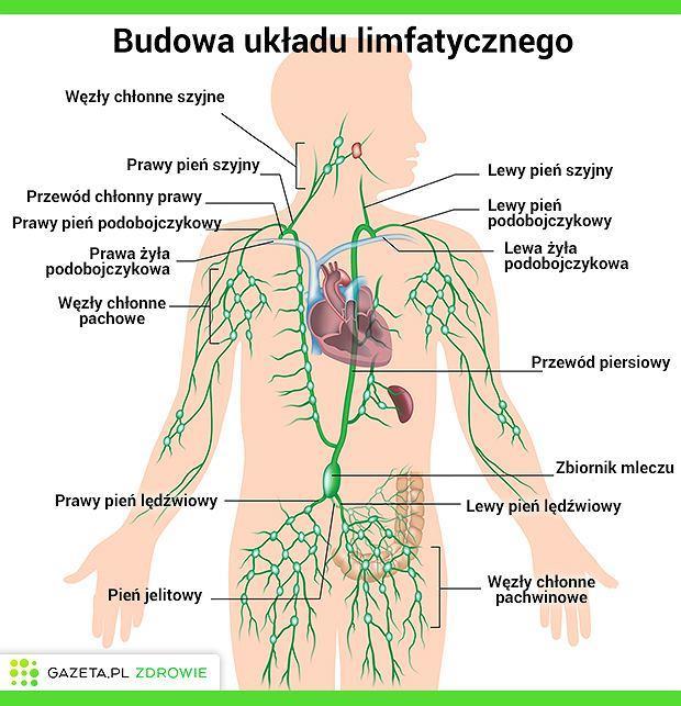 Budowa układu chłonnego Przestrzenie międzykomórkowe
