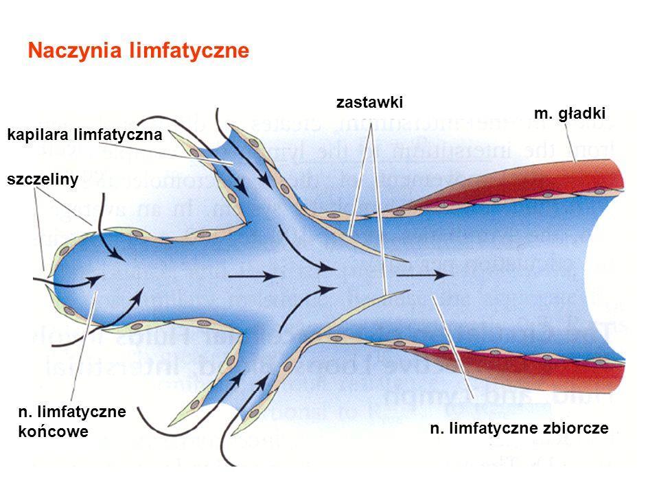 Obrzęk chłonny Pierwotny - wynikające z zaburzeń rozwojowych układu limfatycznego Wtórny - będące następstwem różnych schorzeń zapalnych oraz urazów
