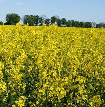 Wysokie plonowanie nawet w trudnych warunkach ODMIANY MIESZAŃCOWE Duże i