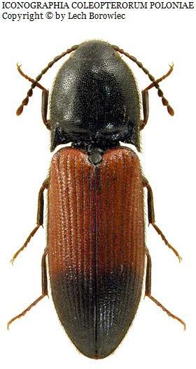 Phaenops cyanea Cardiophorus ruficolis Ampedus balteatus Ampedus nigrinus Hylastes ater Dalopius marginatus Spondylis buprestoides Platypus cylindrus Ampedus sanguineus Prionychus ater Agrilus
