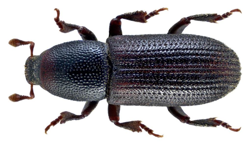 tessellatum Triplax russica Trixagus dermestoides Chrysobothris affinis Xyleborus dispar Dentricolis linearis Dacne bipustulata Elateroides dermestoides Prionus coriarius Stictoleptura rubra