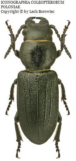 Hylastes cunicularius Trichoceble memnonia Pseudocistela ceramboides Chalcophora mariana Stenurella melanura Cortodera femorata Rhagium inquisitor Xylotrechus antilope Hylobius abietis Dorcatoma