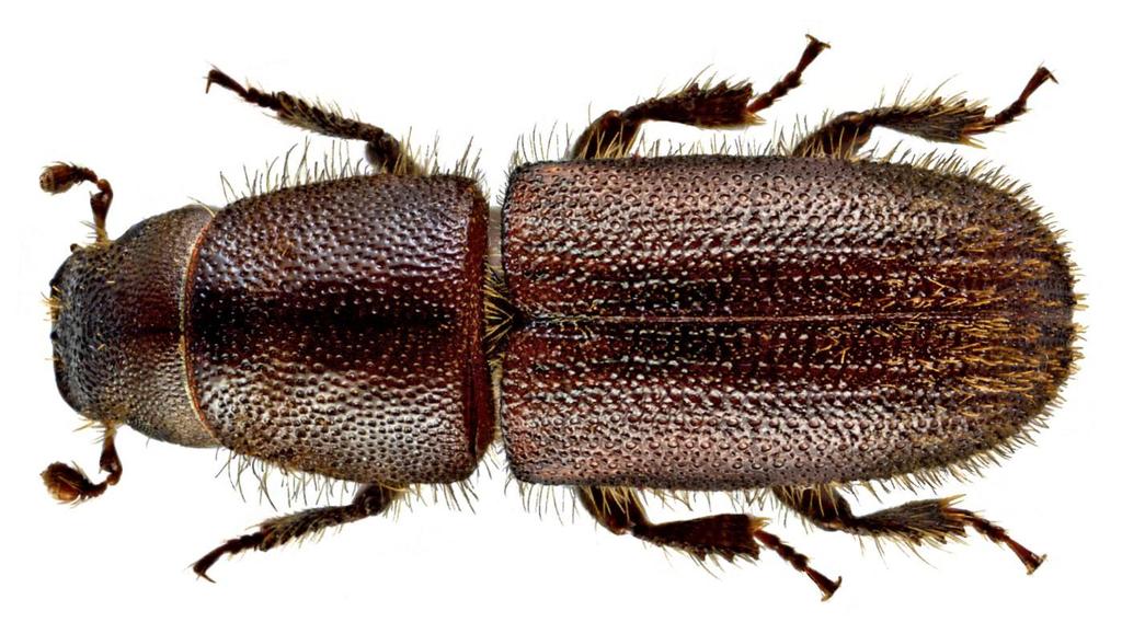Phaenops cyanea Cardiophorus ruficolis Ampedus balteatus Ampedus nigrinus Ampedus sanguineus Hylurgus ligniperda Prionychus ater Scolytus intricatus Dalopius marginatus Stictoleptura maculicornis