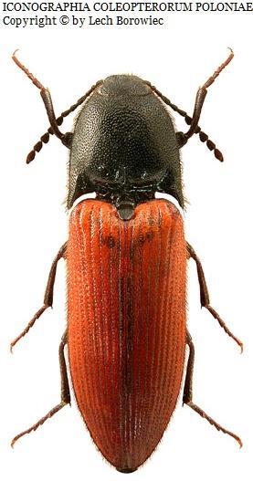 Chrysobothris affinis Spondylis buprestoides Uloma culinaris Trixagus dermestoides Cerylon histeroides Ciidae Scaphisoma agaricinum Agrilus sulcicollis Chalcophora mariana Leptura quadrifasciata
