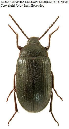 Arhopalus rusticus Anaesthetis testacea Platypus cylindrus Tomicus piniperda Hylobius abietis Crypturgus hispidulus Xyleborinus saxesenii Pityophthorus pityographus Pityogenes bidentatus Ips