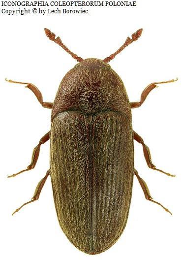 Ampedus balteatus Cardiophorus ruficolis Ampedus nigrinus Prosternon tessellatum Phaenops cyanea Dalopius marginatus Trixagus dermestoides Triplax russica Scolytus intricatus Prionychus ater Ampedus