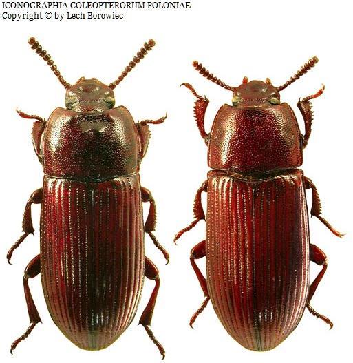 Xylotrechus antilope Phymatodes pusillus