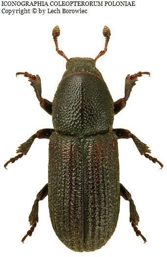 Buprestis octoguttata Stenomax aenaus