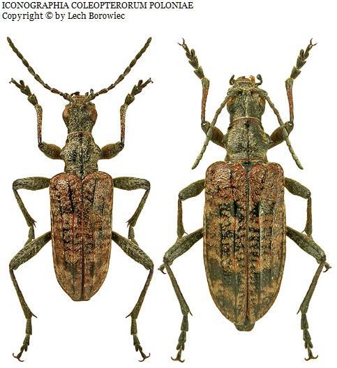 (2) 2010 Bolitophagus reticulatus