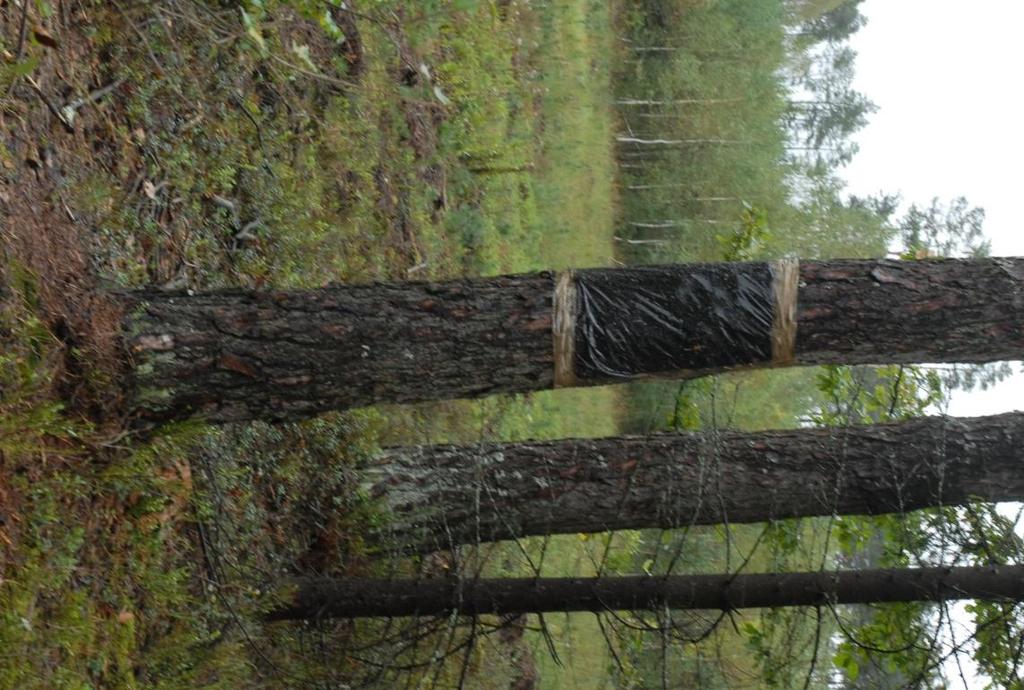 na południowej ścianie biogrup na
