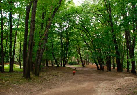 Bytom, Park Miejski, aleja w pobliżu Centrum Pomocy Osobom Uzależnionym od Alkoholu i