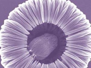 nanopicoftheday.