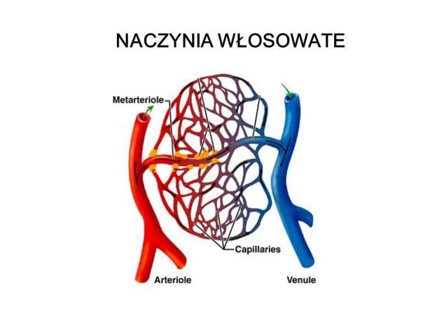 Pompa mięśniowa?