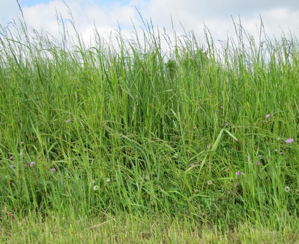 Pomiary znoszenia Buforowe pasy zielne w uprawach polowych Ocena
