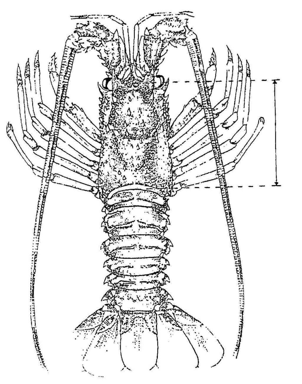 Rysunek 4. Langustowate (Palinurus spp.