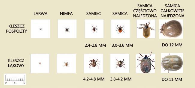 Kleszcze Wielu z nas, na co dzień korzysta z różnych aktywności na świeżym powietrzu, nie będąc świadomymi zagrożeń i niebezpieczeństw, występujących w środowisku naturalnym. Co to jest kleszcz?