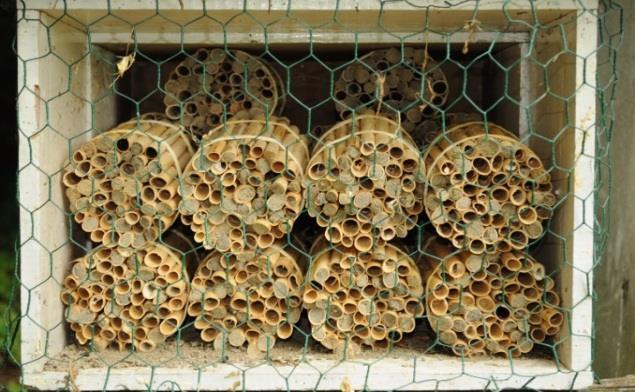 Przygotowanie materiałów gniazdowych i założenie hodowli murarki rogatej (Osmia cornuta Latreille) oraz analiza zasiedlonych gniazd Ze względu na przedłużające się wiosenne chłody, hodowlę murarki
