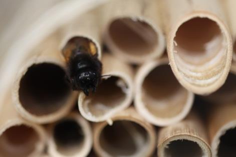 Do skrzynki włożono tekturowe pudełko z wyciętym otworem, w którym znajdowało się około 1600 kokonów murarki rogatej.