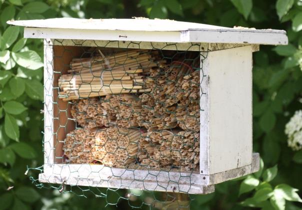 Przygotowanie materiałów gniazdowych i założenie hodowli nożycówki pospolitej (Chelostoma florisomne L.