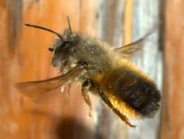 carnica- Marynka i Apis mellifera caucasica- Puławska, oceniono ich wartość użytkową