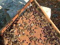 nowe grupy do oceny w 2018 roku; Prowadzono hodowlę murarki rogatej (Osmia cornuta L.