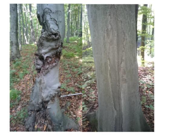 WYMAGANIA ŚRODOWISKOWE