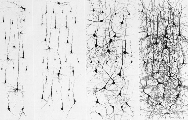 1. Neuroplastyczność Terapia nie tylko zmienia umysł, ale zmienia też tkankę