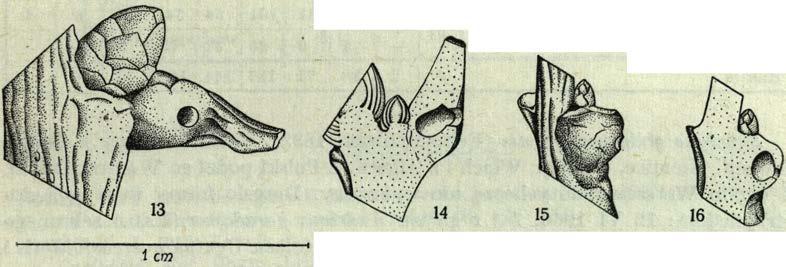 Z galasów wziętych do hodowli dorosłe formy współmieszkańca otrzymałem: 17 Y 1959, 1 $ i 1 2 VI 1960, 1 <J; 12 VI 1960, 3 14 VI 1960, 3?? i 2 16 VI 1960, 1 $ oraz 18 VI 1960, 2$?