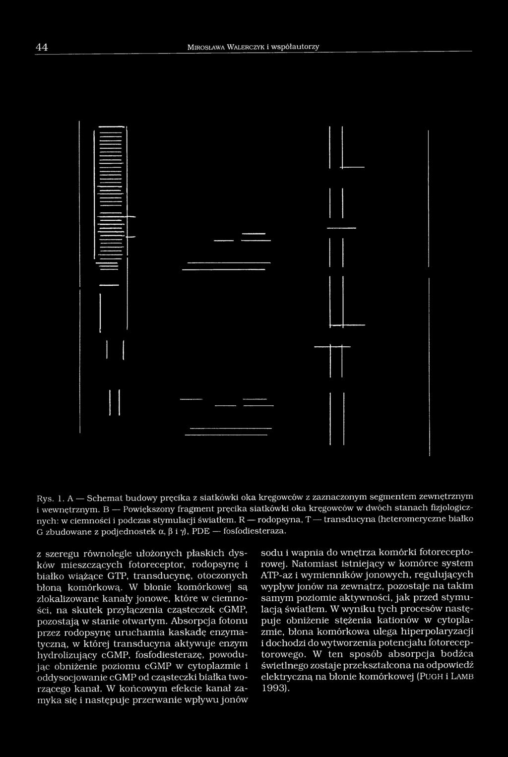 R rodopsyna, T transducyna (heteromeryczne białko G zbudowane z podjednostek a, (3i y), PDE fosfodiesteraza.