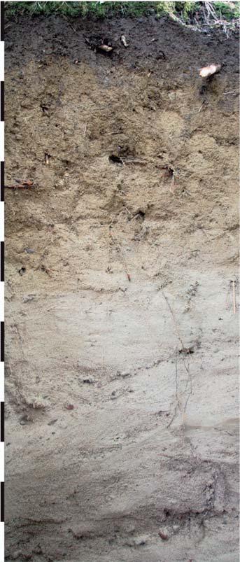 Fot. 3. Gleba pararędzina brunatna. ezerwat Jar Brynicy (pow. 124) Photo 3. Calcaric cambisol. Jar Brynicy reseve Fot. 4.