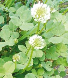 Koniczyna biała Trifolium repens L. Koniczyna biała jest rośliną niską, osiąga 40 cm wysokości. Jej palowy system korzeniowy posiada dużo korzeni rozłogowych sięgających nawet do 1 m.