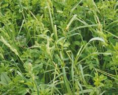 Lucerna siewna Medicago sativa L. Lucerna siewna jest rośliną motylkowatą drobnonasienną, która ma silnie rozwinięty system korzeniowy, sięgający nawet do 150 cm.