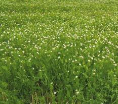 Komonica zwyczajna Lotus corniculatus L.