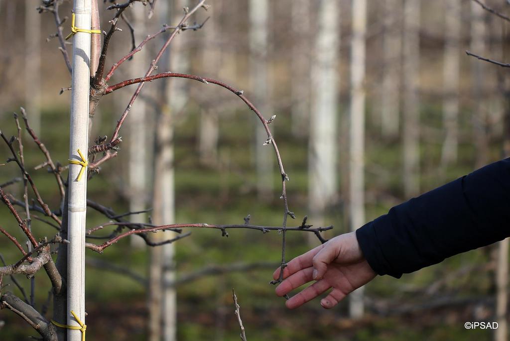 Na słabych, wiotkich pędach zakładanych jest zwykle więcej pąków