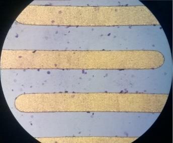 a) b) c) Rysunek 11. Zdjęcia z mikroskopu optycznego (powiększenie 40 x) przedstawiające wybarwiony fioletem krystalicznym biofilm na powierzchni czujników po: a) 1, b) 4, c) 24 godzinach inkubacji.