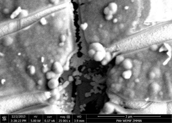 Warstwy białkowe stanowiły: awidyna, awidyna z biotynylowanym króliczym przeciwciałem IgG oraz królicze przeciwciało IgG osadzone na warstwie samoorganizującej 3-aminopropyloetoksysilanu (APTES) w