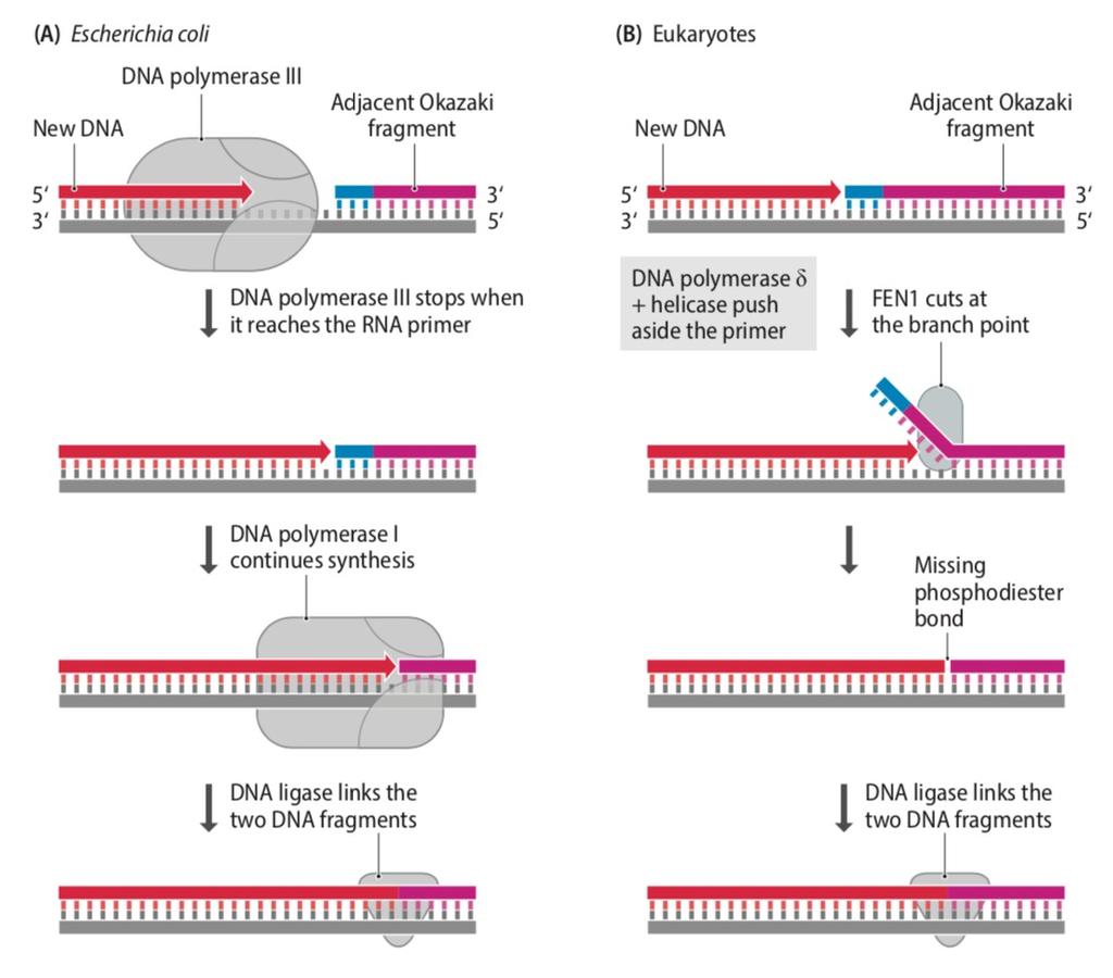 Łączenie fragmentów Okazaki U bakterii: aktywność egzonukleazowa 5 3 poli i ligaza U Eukaryota: polimeraza δ