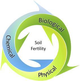Żyzność gleby??? Żyzność gleby zdolność gleby do zaspokajania edaficznych (żywieniowych) potrzeb roślin, do przekazywania roślinom składników pokarmowych, wody, powietrza glebowego, ciepła itp.