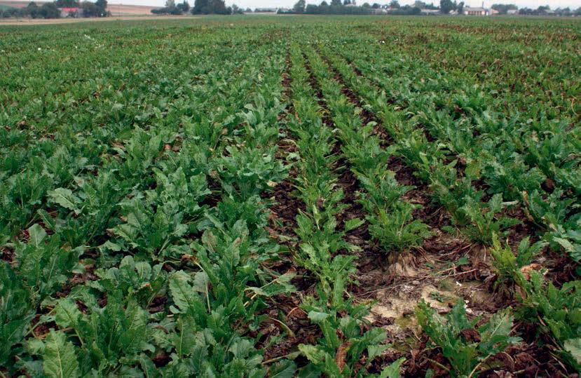 PO STRONIE PLANTATORA Chwościk buraka czy można z nim wygrać? Rady na 2013