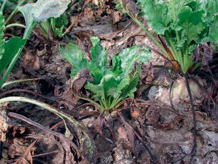 PO STRONIE PLANTATORA 2 pola, na którym uprawiany był w roku poprzednim, objawów choroby można spodziewać się nawet do 3-4 tygodni wcześniej niż choroba wystąpi naturalnie w danym rejonie.